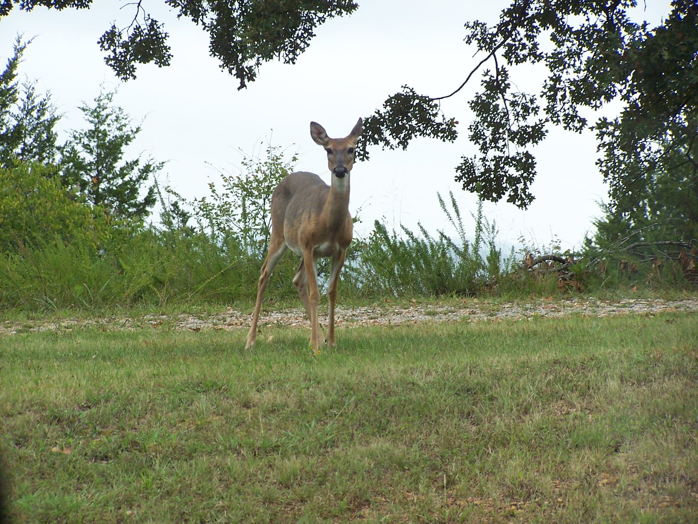 Whitetail Deer