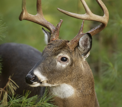 Whitetale Deer (Buck)