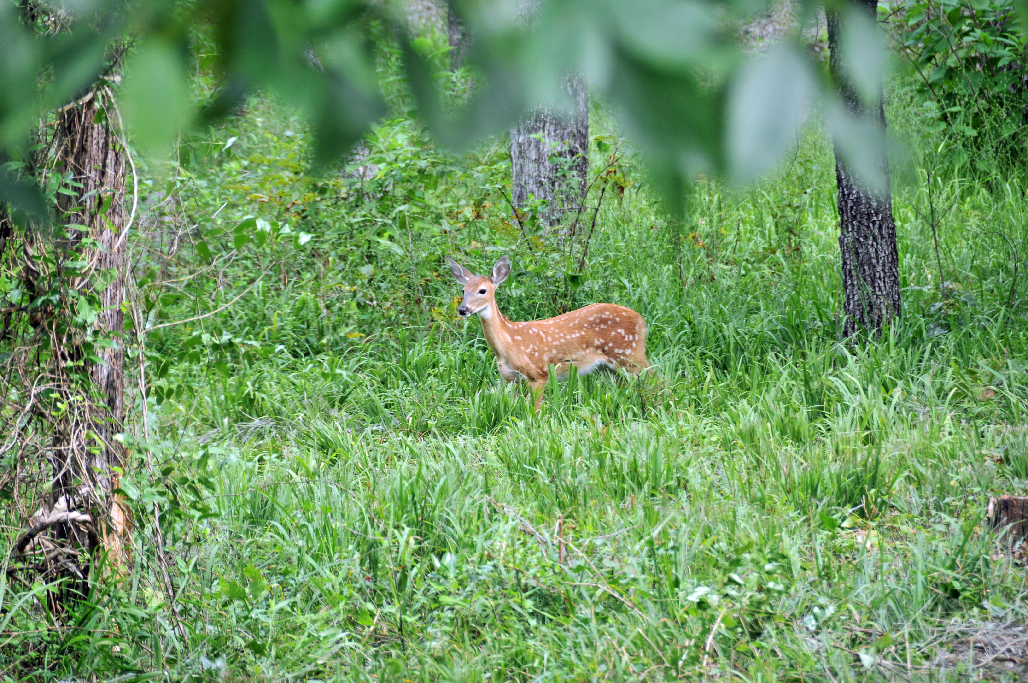 Whitetail deer fawn at Gillham Lake.