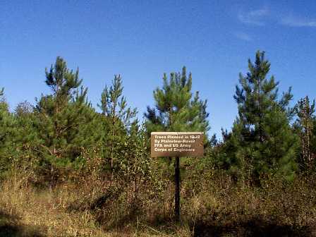 Early growth pine plantation.