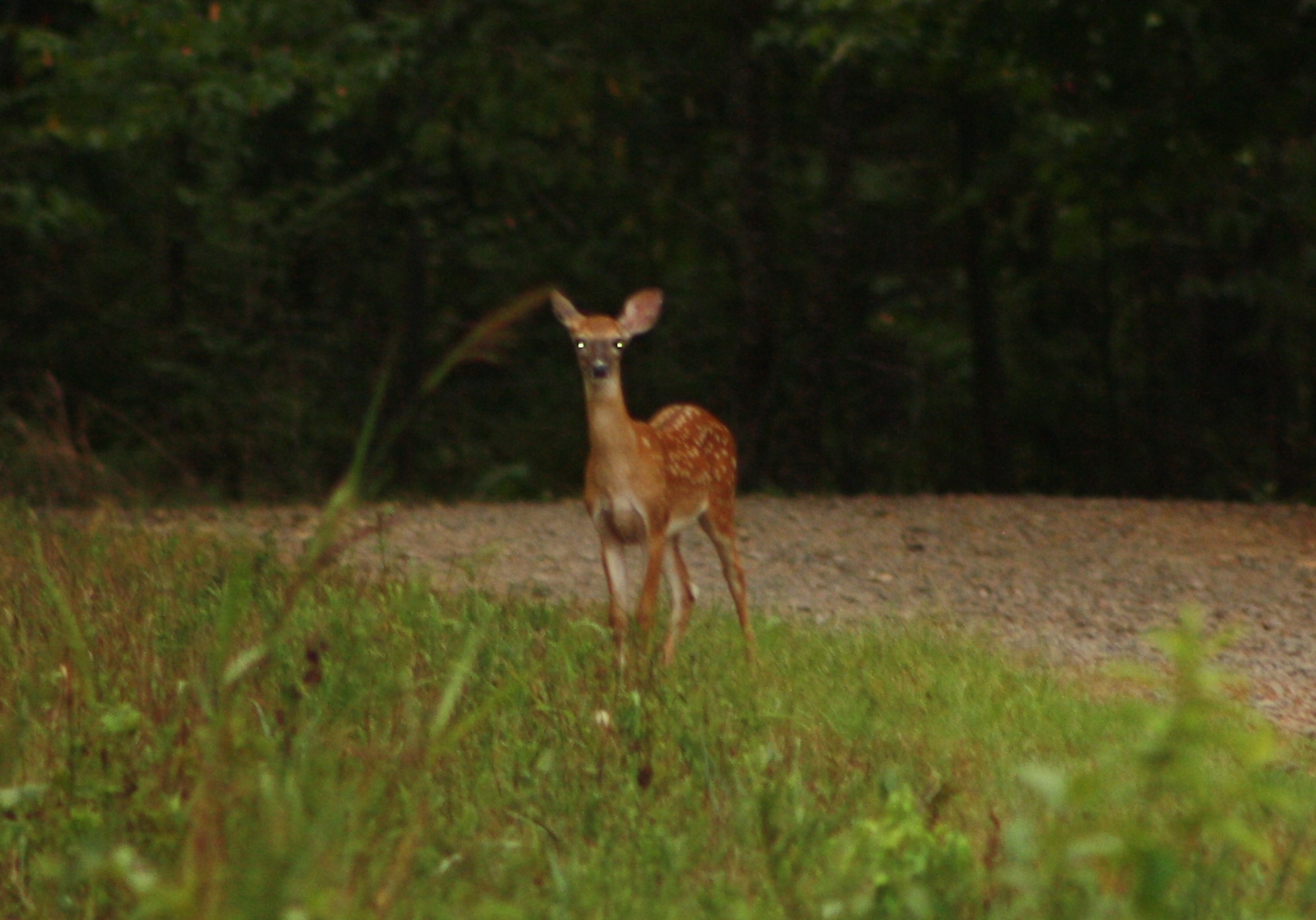 Young deer near Carter Cove Park.