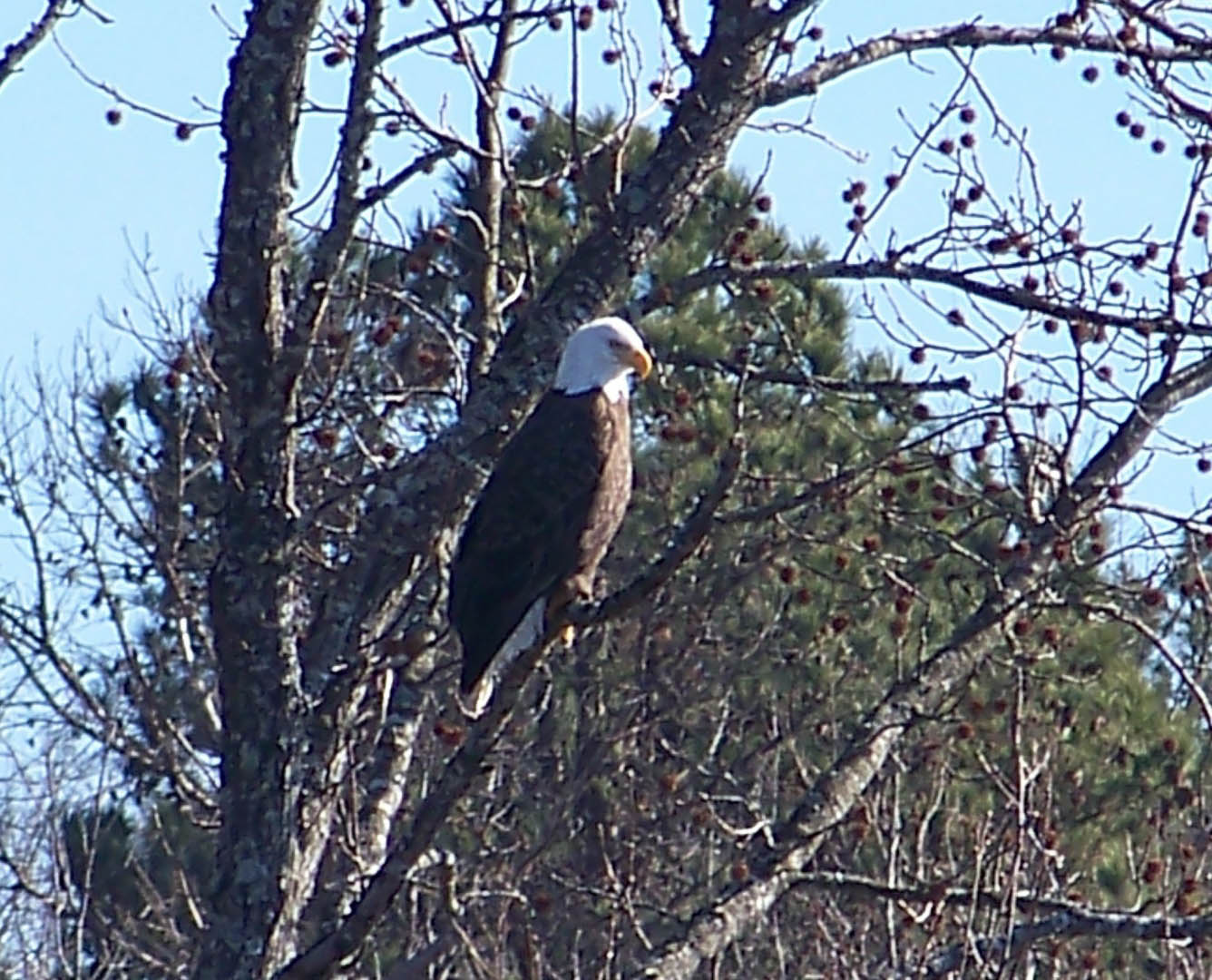 Bald Eagle Perching